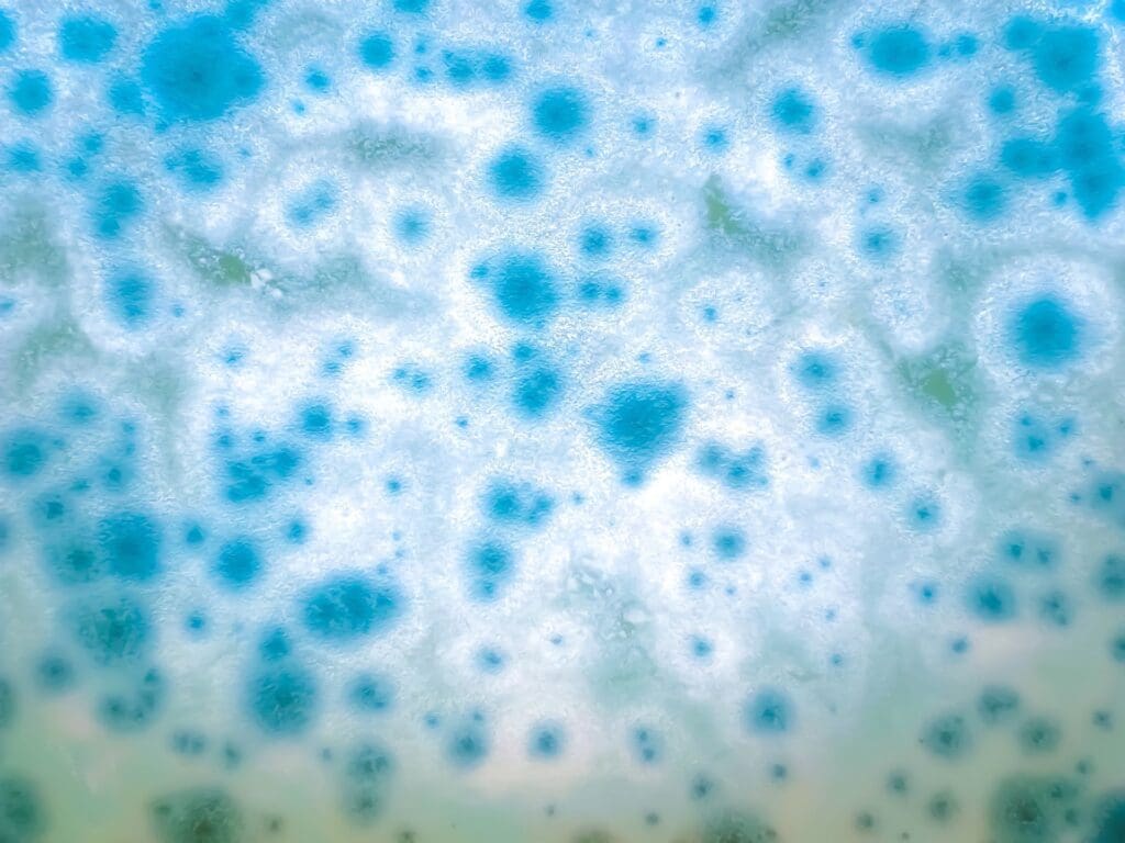 Cross-section of mold being tested by EnviroPro 360 to determine whether it's dangerous black mold in Augusta & Columbia.