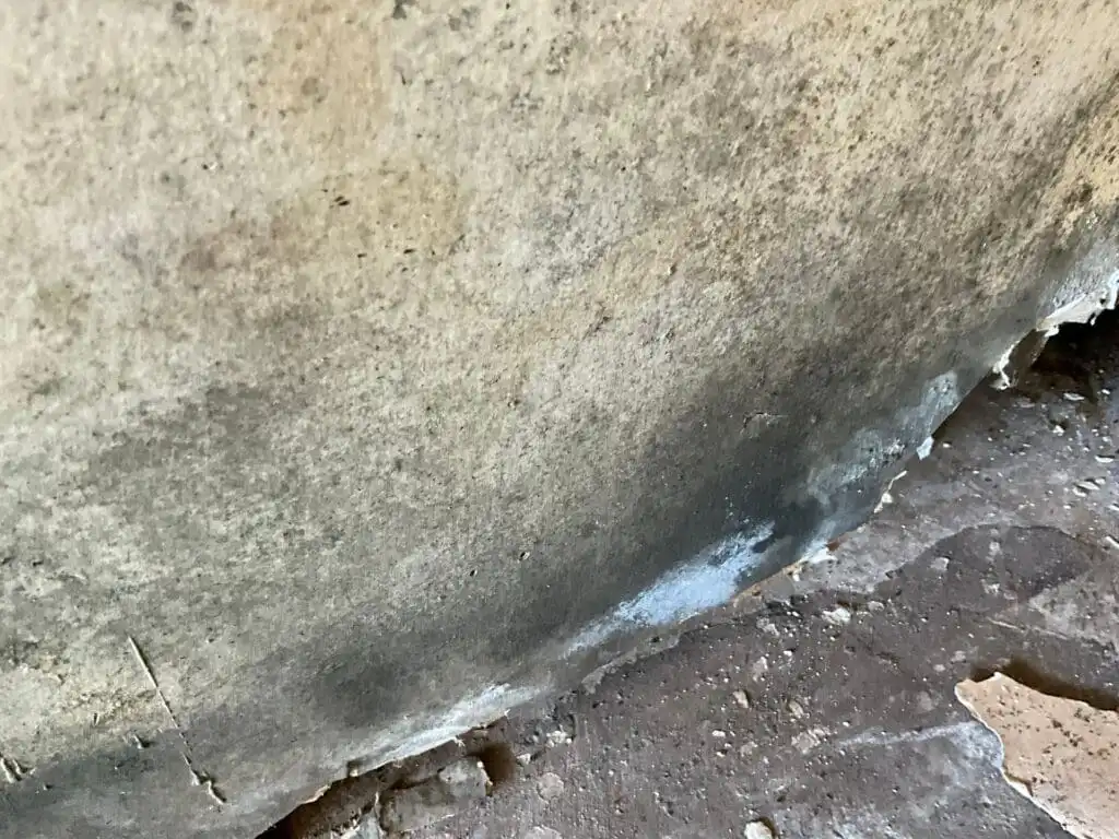 Home exterior degraded due to mold damage, allowing pests to get into the walls from outside.