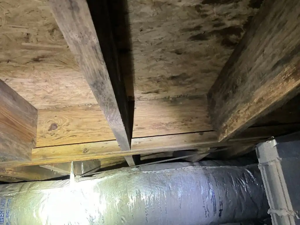 Mold growing underneath the crawlspace sub floor due to high humidity.